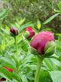 Paeonia (2)